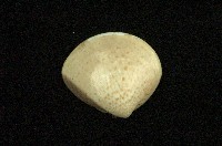 藏品(普通文蛤)的圖片